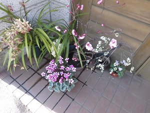 玄関の花⑦