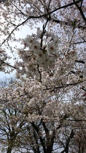 3日桜①