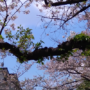 春の風物詩「桜」